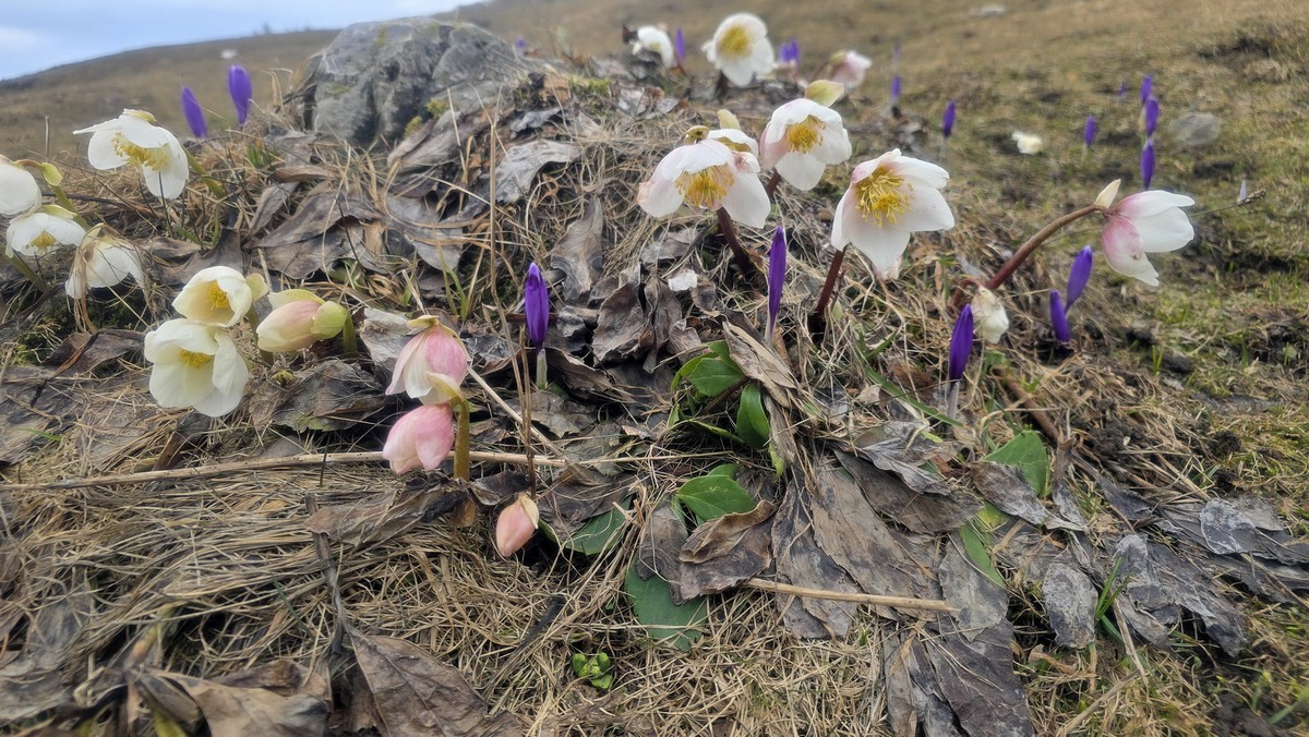 velika_planina_kvgn_2026__4_ velika_planina_kvgn_2026__4_