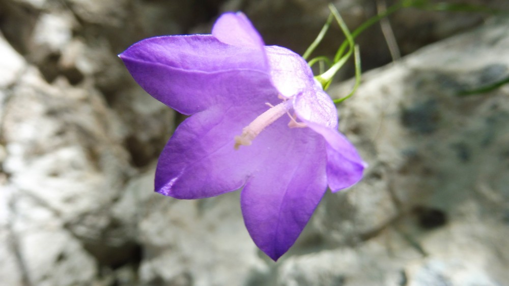 16. Mednarodni festival alpskega cvetja 